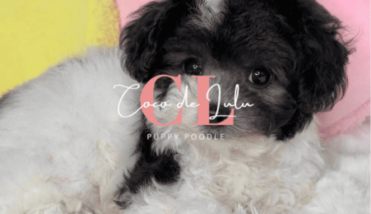 すっぽんの恵み(すっぽんサプリ)500円モニターのポイントサイト比較