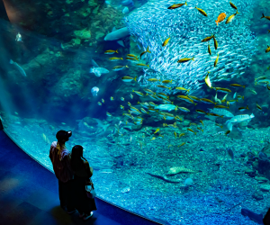 楽天トラベル（観光体験）江の島水族館のポイントサイト比較